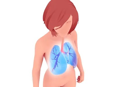 Anatomical illustration of the lungs in a woman. 3d 3d art anatomy design illustration lungs medical woman