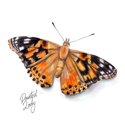 Painted Lady - watercolour butterfly illustration animal illustration bugs butterfly countryside garden nature watercolour illustration wildlife art