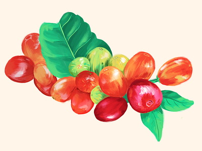 Coffee Cherries Developing botanical illustration coffee coffee cherries coffee plant colorful digital painting illustration joe coffee company plants procreate