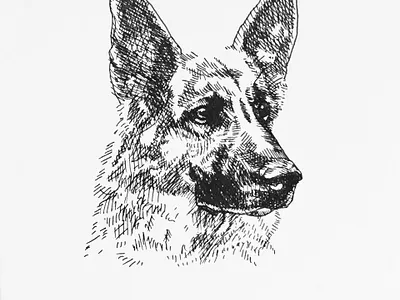 Weenja design german shepherd graphite illustration pen realism sharpie