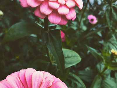 美丽 canada denis flowers pink ryabtsun toronto 多伦多，加拿大，粉色的，花，nature