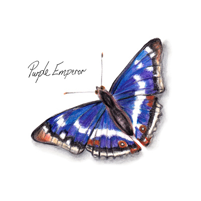 Purple Emperor Butterfly - Watercolour illustration animal illustration butterflies butterfly conservation countryside natural nature wildlife gardening wildlife illustration woodland