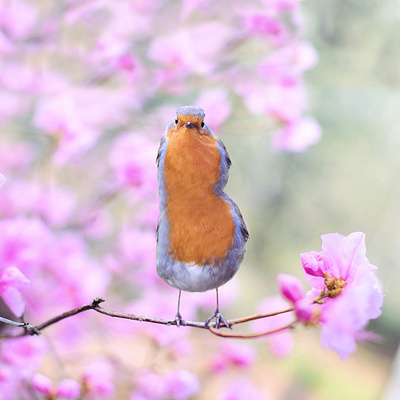 Letra B 36daysoftype 36daysoftype2020 bird concept digital art graphic design illustration photomanipulation photomontage photoshop