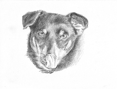 Luke the Little One blackandwhite dog drawing pencil pet portrait sketch