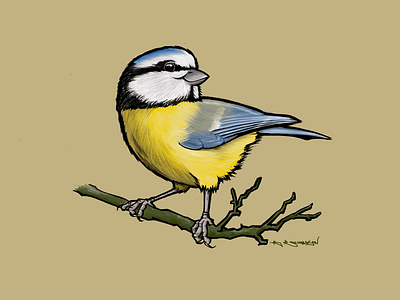 Blue Tit bird birds blue tit british brucesart illustration procreate