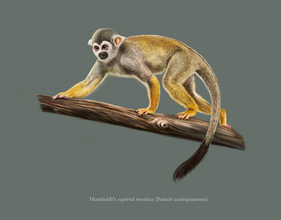 Humboldt's squirrel monkey (Saimiri cassiquiarensis) affinity designer digital painitng illustration monkey scientifi illustration