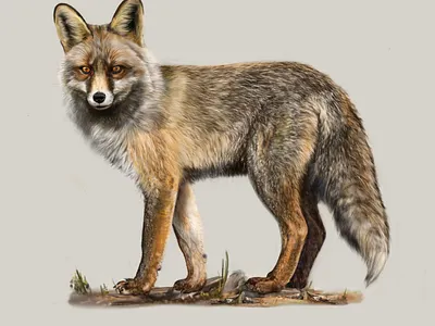 Iberian red fox (Vulpes vulpes silacea) affinity designer digital painting fox scicomm scientific illustration