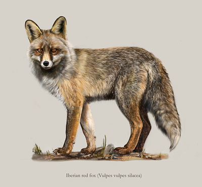 Iberian red fox (Vulpes vulpes silacea) affinity designer digital painting fox scicomm scientific illustration