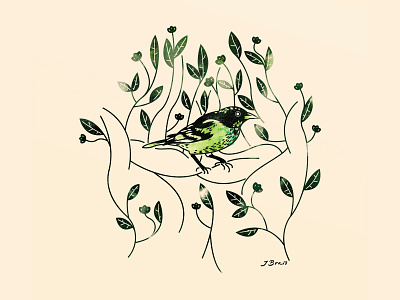 Shade Grown bird bird illustration coffee grown plant shade