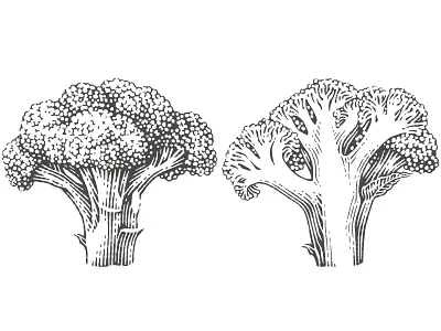 Broccoli broccoli engraving etching food icon illustration pen and ink restaurant vector engraving vegetable vegetarian