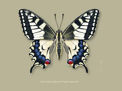 Female old world swallowtail butterfly (Papilio machaon). affinity designer animal butterfly colourful entomology illustration insect lepidoptera moth nature realistic scientific illustration wings