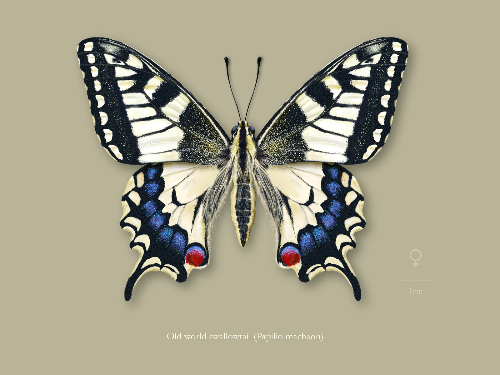 Female old world swallowtail butterfly (Papilio machaon). by
