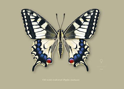 Female old world swallowtail butterfly (Papilio machaon). affinity designer animal butterfly colourful entomology illustration insect lepidoptera moth nature realistic scientific illustration wings