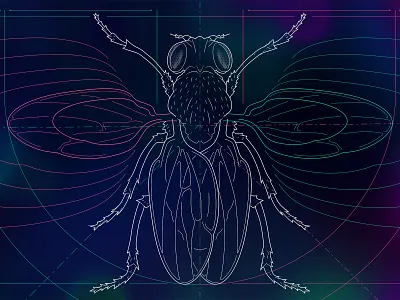 Fruit Fly Organ Size blueprint dimension lines engineering engineering drawing fly fruit fly illustration insect line lineart science scientific illustration symmetry technical illustration vector wings
