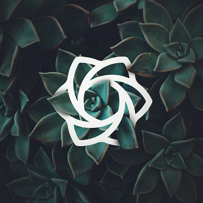 Succulent dailylogochallenge design icon illustrator illustrator cc leaf logo logodesign photoshop succulent vector