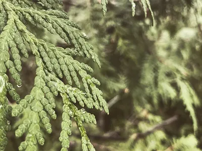 绿色的 canada denis forest green nature ryabtsun toronto 多伦多，加拿大，绿色，走路，转转