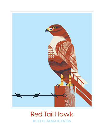 Red Tail Hawk animal bird design feature flight fly hawk hawks illustration perch post tail texture vector wire