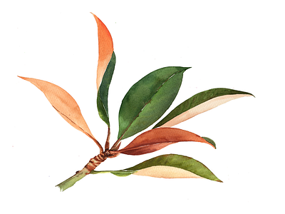 Sap green & Burnt Siena mix leaves watercolor art botanical drawn hand drawn illustration leaves paint realistic tropical unique watercolor watercolour