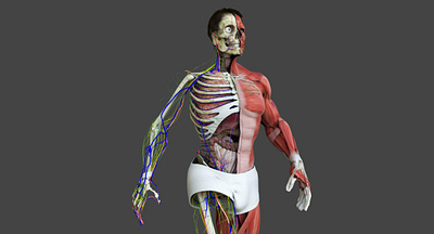Motion Capture Male Anatomy 3D Model 3d art 3d artist anatomy animated animation body builder capture dcbittorf full internal male medical mocap motion nude organs renderhub skeleton woman