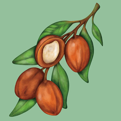 Argan Nut Painting argan bean creamy digital digital painting drawing hand drawn horticulture illustration illustration art illustrator ingredient leaves nut painterly painting plant planting seed shell