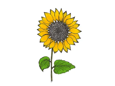 Colorful hand drawn textured sunflower illustration botanical branding cute design drawing floral flower hand drawn illustration logo nature sketch summer sun sunflower textured vector yellow