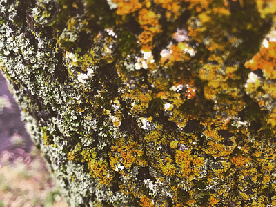 树木 canada denis nature photography pretty ryabtsun trees 树木，加拿大，美丽，照片
