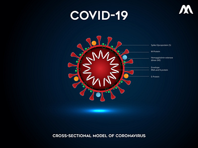 Cross-sectional model of coronavirus COVID-19 19 coffee corona coronavirus covid covid 19 covid19 cross cross sectional model design illustration model sectional vector virus