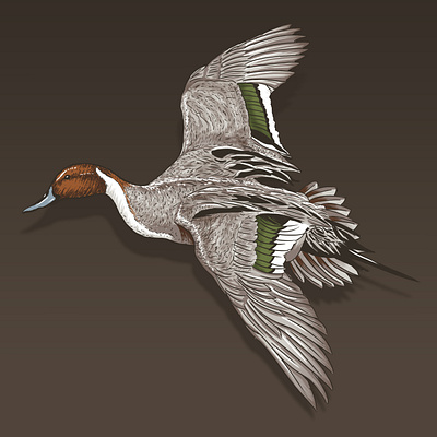 Pintail Illustration chocolate design ducks illustration photoshop