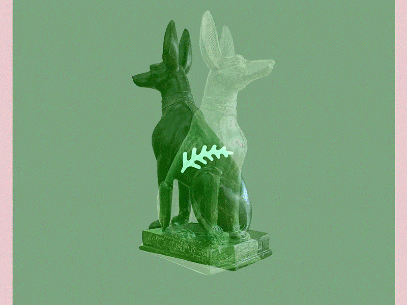 Doggo Show 2d animation branding design illustration loop motion motion design typography