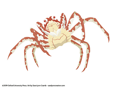 Delightful dancing spider crab animal illustration childrens publishing crab educational illustration kidlitart sciart spider crab vector vector art