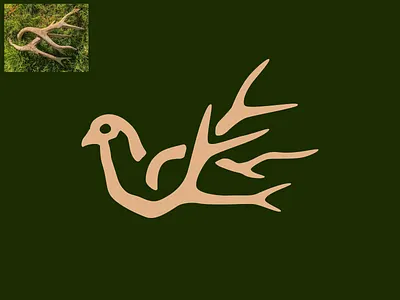 backyard antlers antlers bird dove