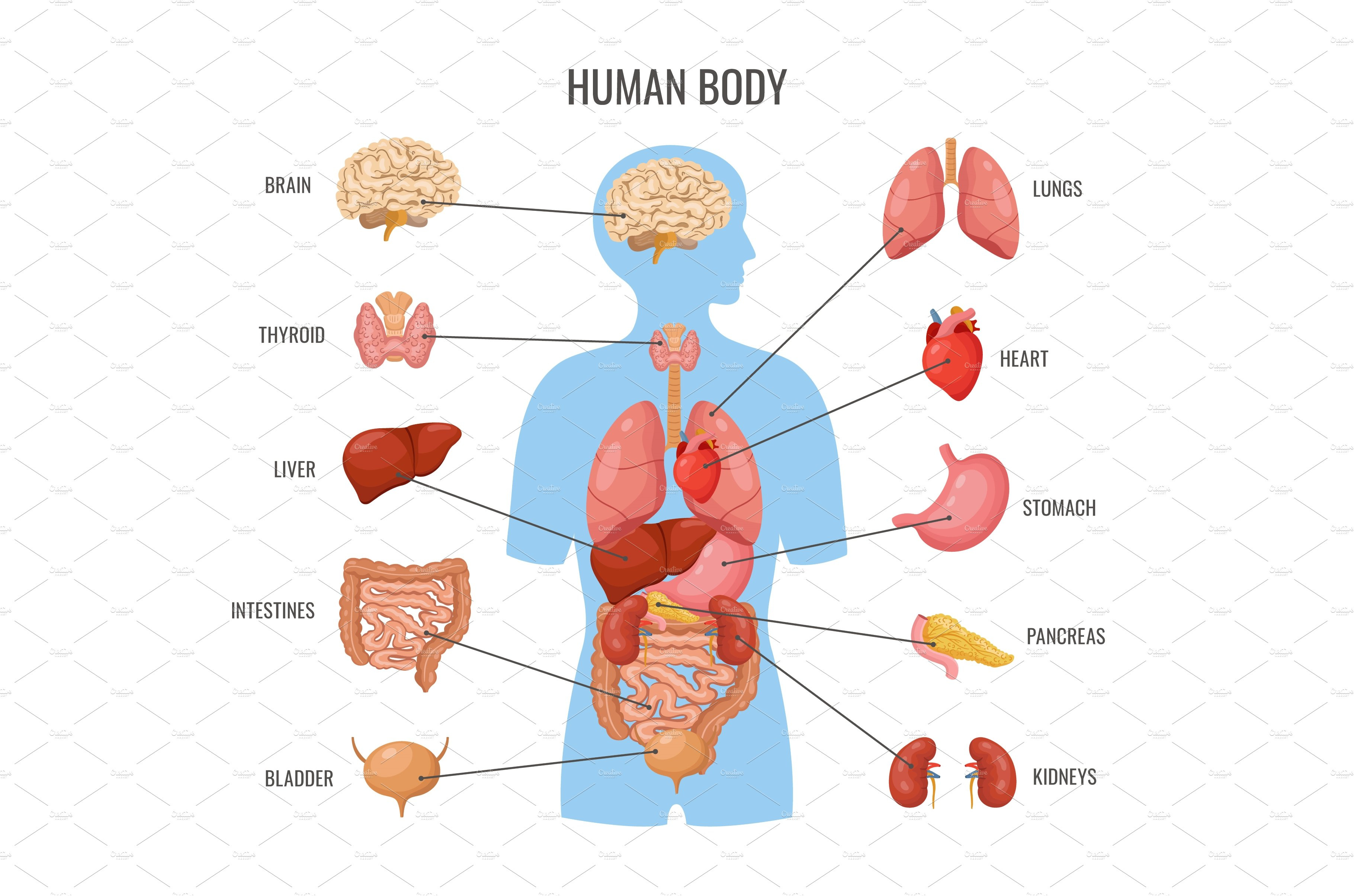 Human Body Internal Organs Inner By LadadikArt On Dribbble