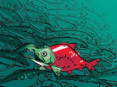 Sockeye Salmon animal fish illustration nature texture