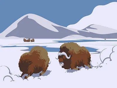 Muskox animal arctic art artwork bull design digitalart drawing drawingart drawings fight flatdesign illustration illustration art illustrator muskox north vector vectorart wildlife