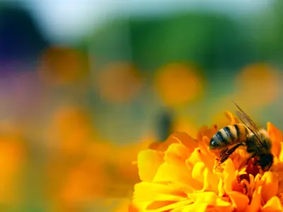 Honey Bee Image free image free stock footage free vector freebies graphic design graphic out honey honeybee image photo photography picture stock photos