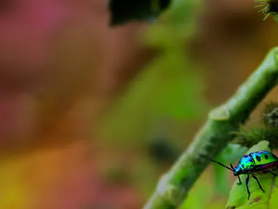 Bug image behance free image free photos free stock footage freebie freebies graphic graphic design graphic out image insect photo photography photoshop photoshop art