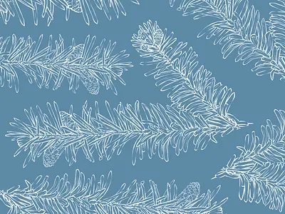 Picea plan pattern illustration plan