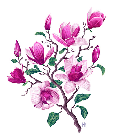 Pink Magnolia adobe illustrator anise magnolia background bloom blossom botanical botanical illustration branch bud flower hand drawn illustration invitation isolated magnolia mark pink realistic spring vector