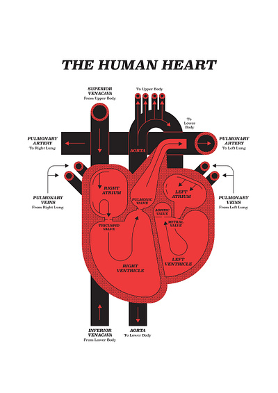 Heart anatomy digital folioart graphic heart illustration infographic john devolle medical monochrome vector