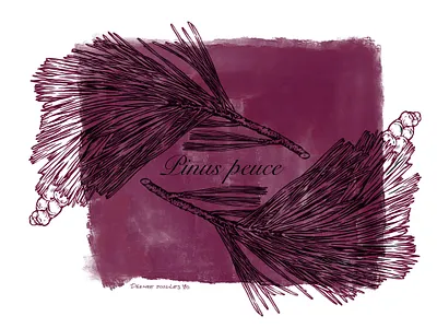 Pine botanical pattern botanical illustration line linework natural design pine plant procreate science illustration