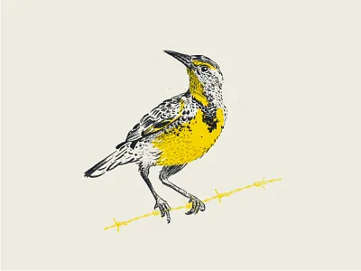 meadowlark bird bird illustration illustration meadowlark sketch