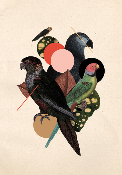 Halsbandparkiet 01 animals collage illustration