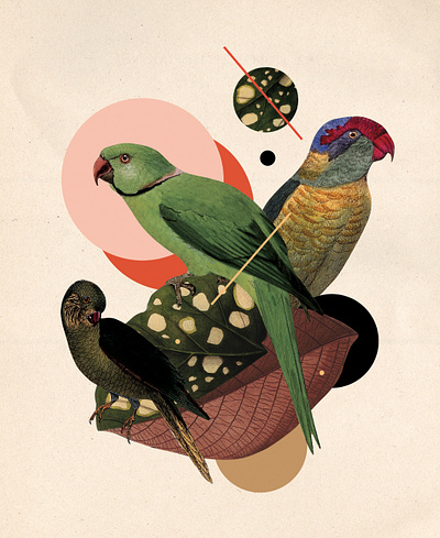 Halsbandparkiet 02 animals collage illustration