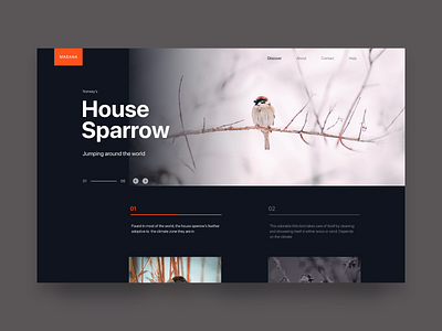 House Sparrow landing page animal bird blog dark landing page minimal typography ui web web design webdesign website