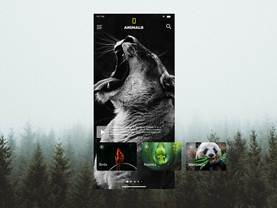 National Geographic Animal Screen App animals digital art mobile app mobile design mobile ui photography prototype ui design ux design
