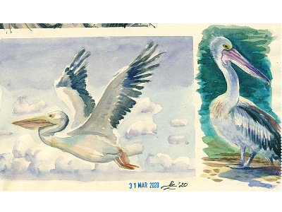 Daily practice bird bird illustration book illustration drawing editorial illustration hand drawn illustration pelican practice sketch sketchbook sketching watercolor