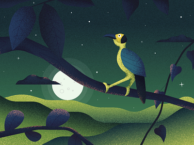 Rockfowl Picatharte bbc bird bird illustration bird watching drawing earth landscape night rare texture vector illustration wild