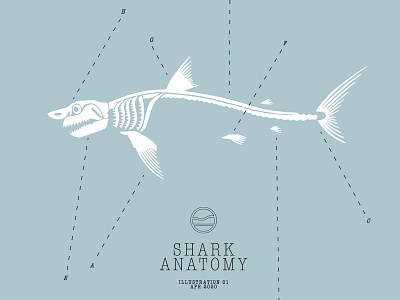 Shark Anatomy anatomy bones cape clasp cape cod drawing illustration marine life ocean shark shark week