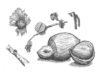 Sketch 4 (Nature) design drawing gift illustration inkpen nature nature art organic art picture sketch