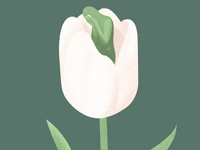 Dear Tulips coronavirus covid 19 covid19 dutch epidemic flower illustration netherlands sad tulip tulips vancouver vector vector illustration vectorart virus